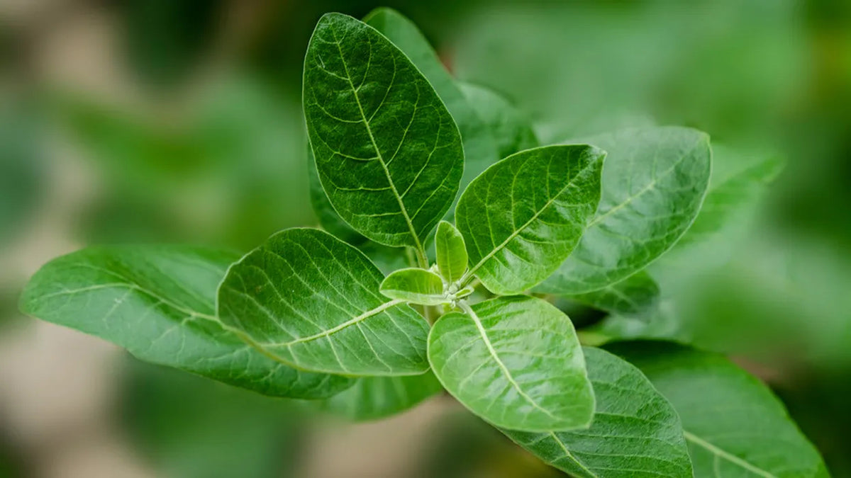 Ashwagandha and Menopause: Benefits and Uses