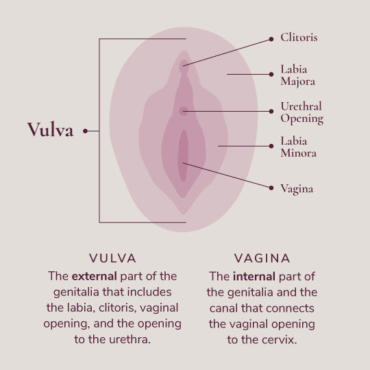 An Open Letter to the Vulva