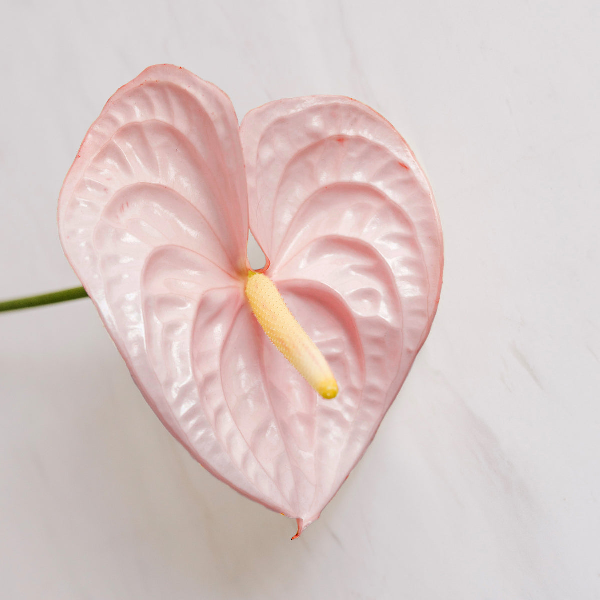 Vaginal Atrophy: Diagnosis and Treatment