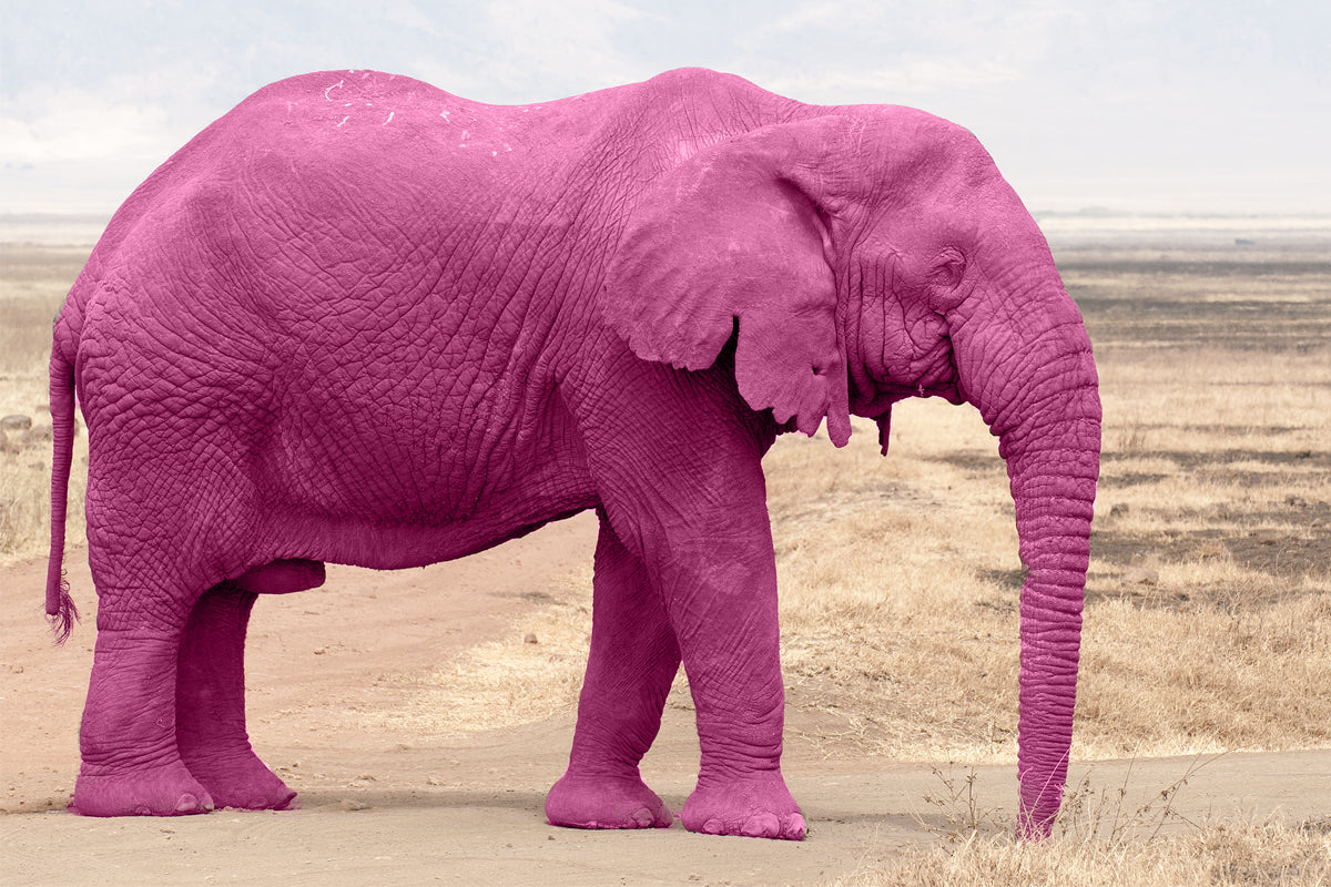 Addressing the Hot (Flash) Pink Elephant in the Room